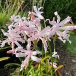 Nerine Vesta - Crin Paianjen Japonez - 1 bulb