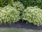 Osmanthus heterophyllus variegatus - Osmanthusul Sfant - arbust peren vesnic verde cu flori parfumate la ghiveci P9.5, H 20-25 cm - imagine 3