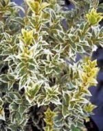 Osmanthus heterophyllus variegatus - Osmanthusul Sfant - arbust peren vesnic verde cu flori parfumate la ghiveci P9.5, H 20-25 cm