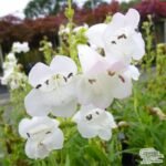 Penstemon White Bedder  la ghiveci P9