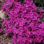 Brumarele - Phlox douglasii Cracker Jack - planta perena vesnic verde la ghiveci P9