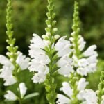 Physostegia virginiana 'Alba' la ghiveci P10 - H 5-10 cm