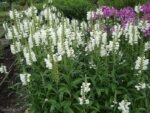 Physostegia virginiana 'Alba' la ghiveci P10 - H 5-10 cm - imagine 2