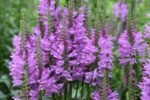 Physostegia virginiana 'Bouquet Rose' la ghiveci P10 - H 5-10 cm