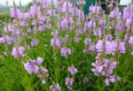 Physostegia virginiana 'Bouquet Rose' la ghiveci P10 - H 5-10 cm - imagine 2