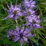 Phyteuma scheuchzeri - Rampion Oxford la ghiveci P10 - H 5-10 cm