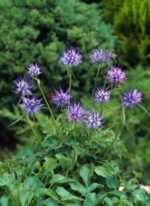 Phyteuma scheuchzeri - Rampion Oxford la ghiveci P10 - H 5-10 cm - imagine 2