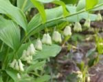 Polygonatum multiflorum - Sigiliul lui Solomon la ghiveci P9