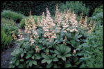 Rodgersia Pinnata la ghiveci P9 - imagine 2