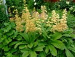 Rodgersia Pinnata la ghiveci P9