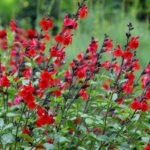 Salvia 'Royal Bumble' la ghiveci P9 - H 5 cm