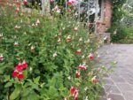 Salvia „Hot Lips” la ghiveci P9 - imagine 2
