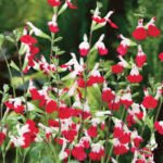 Salvia „Hot Lips” la ghiveci P9