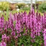 Salvia nemorosa „Rose Marvel” la ghiveci P9