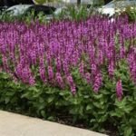 Salvia nemorosa „Rose Marvel” la ghiveci P9 - imagine 2