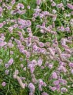 Sanguisorba officinalis „Pink Tanna” la ghiveci P9 - H 5 cm