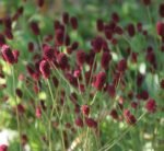 Sanguisorba officinalis  Tanna la ghiveci P9