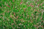 Sanguisorba officinalis „Pink Tanna” la ghiveci P9 - H 5 cm - imagine 2