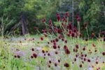 Sanguisorba officinalis  Tanna la ghiveci P9 - imagine 2