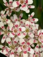 Saxifraga  'Southside Seedling' - acoperitoare de sol vesnic verde la ghiveci P9
