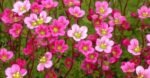Saxifraga arendsii "Blütenteppich" - acoperitoare de sol vesnic verde la ghiveci P9