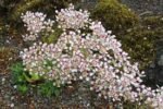 Saxifraga  'Southside Seedling' - acoperitoare de sol vesnic verde la ghiveci P9 - imagine 2