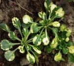 Saxifraga Urbium Variegata - acoperitoare de sol vesnic verde la ghiveci P9 - H 5 cm - imagine 2