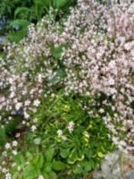 Saxifraga Urbium Variegata - acoperitoare de sol vesnic verde la ghiveci P9 - H 5 cm