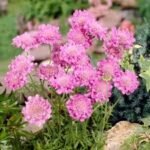 Scabiosa 'Pink Mist' (Floarea Pernuță de Ace) - planta perena la ghiveci P9 - H 10 cm - imagine 2