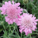 Scabiosa 'Pink Mist' (Floarea Pernuță de Ace) - planta perena la ghiveci P9 - H 10 cm