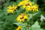 Telekia Speciosa - Ochiul Boului cu frunza inima la ghiveci P9, H 5-10 cm