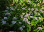 Tricyrtis hirta - Crin Orhidee Japonez de gradina - 1 radacina nuda - imagine 2