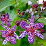Tricyrtis hirta - Crin Orhidee Japonez de gradina - 1 radacina nuda