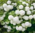 Viburnum Opulus Roseum - Calin Roseum la ghiveci P9, H 25-35 cm
