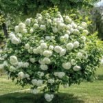 Viburnum Opulus Roseum - Calin Roseum la ghiveci P9, H 25-35 cm - imagine 3