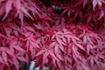 Acer Palmatum Atropurpureum - Artar Japonez Purpuriu la ghiveci P10, H 20-30 cm (Livrarea dupa 10 Septembrie)