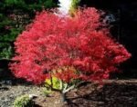 Acer Palmatum Beni Maiko - Artar Japonez Rosu la ghiveci P10 H 25-30 cm (Livrarea dupa 10 Septembrie) - imagine 2