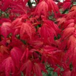 Acer Palmatum Beni Maiko - Artar Japonez Rosu la ghiveci P10 H 25-30 cm (Livrarea dupa 10 Septembrie)