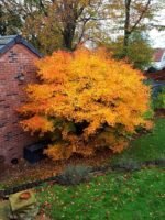 Acer Palmatum Orange Dream - Artar Japonez Portocaliu la ghiveci P10 H 20-30 cm (Livrarea dupa 10 Septembrie) - imagine 3