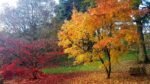 Acer Palmatum Orange Dream - Artar Japonez Portocaliu la ghiveci P10 H 20-30 cm (Livrarea dupa 10 Septembrie) - imagine 2