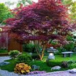 Acer Palmatum Atropurpureum - Artar Japonez Purpuriu la ghiveci P10, H 20-30 cm (Livrarea dupa 10 Septembrie) - imagine 2