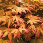 Acer Palmatum Orange Dream - Artar Japonez Portocaliu la ghiveci P10 H 20-30 cm (Livrarea dupa 10 Septembrie)