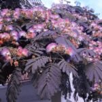 Albizia julibrissin „Summer Chocolate” - Arborele de Matase Ciocolatiu la ghiveci P19 H 100-120  cm