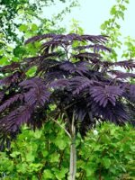 Albizia julibrissin „Summer Chocolate” - Arborele de Matase Ciocolatiu la ghiveci P19 H 100-120  cm - imagine 2