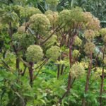 Angelica archangelica la ghiveci P9 - imagine 2