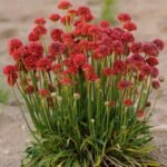Armeria maritima „Ballerina Red” -  vesnic verde la ghiveci P9, H 5-10 cm