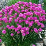 Armeria maritima splendens -  vesnic verde la ghiveci P9