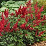 Astilbe Fannal la ghiveci P9, H 5-10 cm - imagine 2
