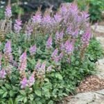 Astilbe Pumila la ghiveci P9, H 5-10 cm - imagine 2