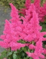 Astilbe Rheinland la ghiveci P9, H 5-10 cm
